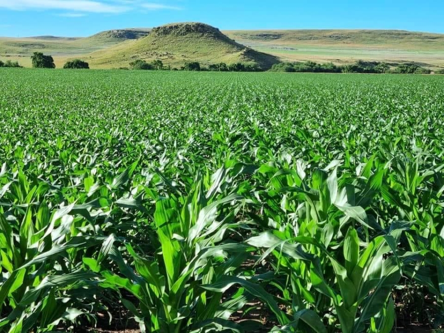 Commercial Property for Sale in Kestell Rural Free State